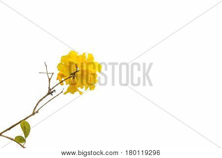 Template with a bamboo graph isolated on white background.