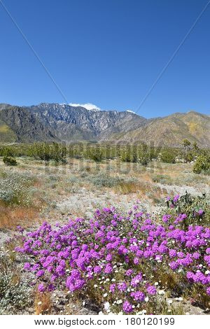 Purple desert wildflowers with cloud and snow capped San Jacinto Mountains. 