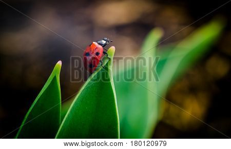 the side of wild red ladybug coccinellidae anatis ocellata coleoptera ladybird on a green grass.