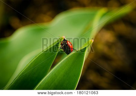the side of wild red ladybug coccinellidae anatis ocellata coleoptera ladybird on a green grass.