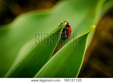 the side of wild red ladybug coccinellidae anatis ocellata coleoptera ladybird on a green grass.