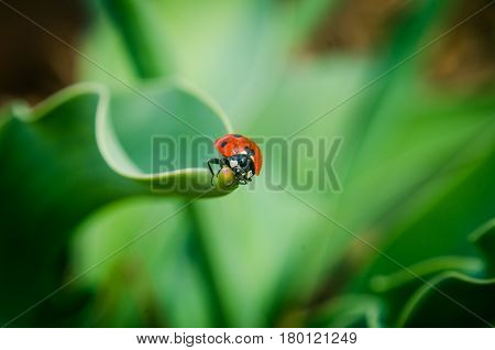 the side of wild red ladybug coccinellidae anatis ocellata coleoptera ladybird on a green grass.