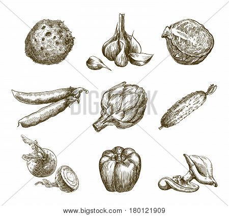 Set of vegetables. Harvesting. Hand drawn vector sketches on a white background