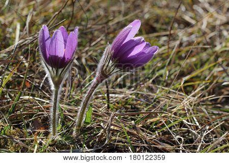 Purple pasque flowers in springtime / Hairy fuzzy pasque-flowers in soft purple pastel colors in springtime
