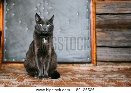 Russian Blue Cat Kitten With Green Eyes Resting On Porch Of An Old Village Rustic House.