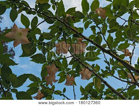 Many yellow Brugmansia called angel trumpet or Datura flower bloom seen from below, Costa Rica