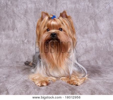Yorkshire Terrier