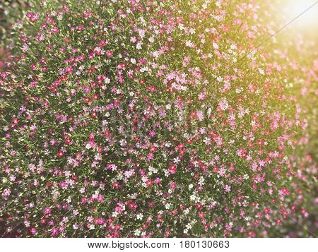 Pattern of beautiful small pink flower background under sun light (Gypsophila paniculata)