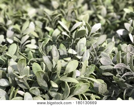 Abstract of beautiful green creeper (Dischidia nummularia Variegata) selective focus