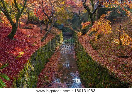 Autumn leaves canal in Tofukuji temple Kyoto Japan