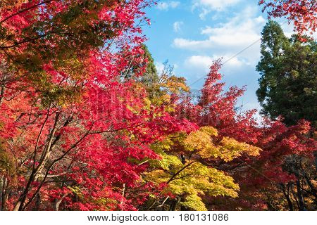Eikando temple at peak autumn foliage colors in Kyoto Japan.