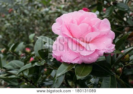 Beautiful pink rose at resort near sun moon lake in Taiwan.