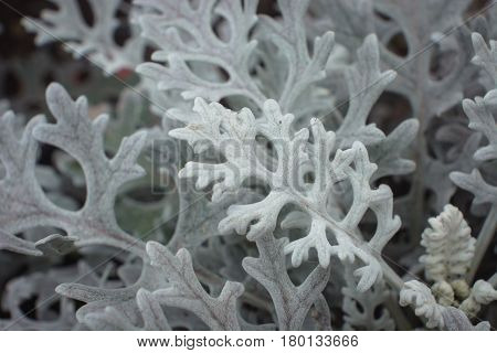 Cineraria close-up. An unusual beautiful plant. Gray leaves.
