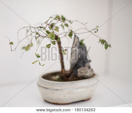 Little bonsai tree on the shelf
