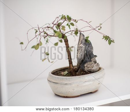 Little bonsai tree on the shelf