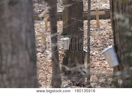 Metal sap bucket attached to a maple tree to catch sap drippings for making maple syrup in early Spring.