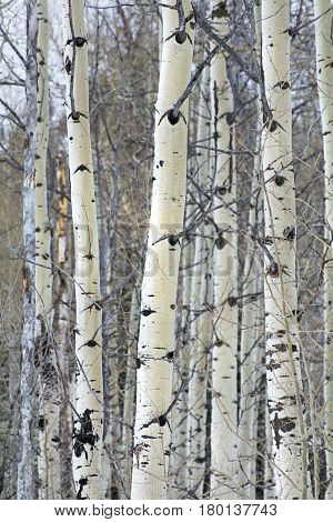 aspen trees in the winter time in the wasatch mountain range