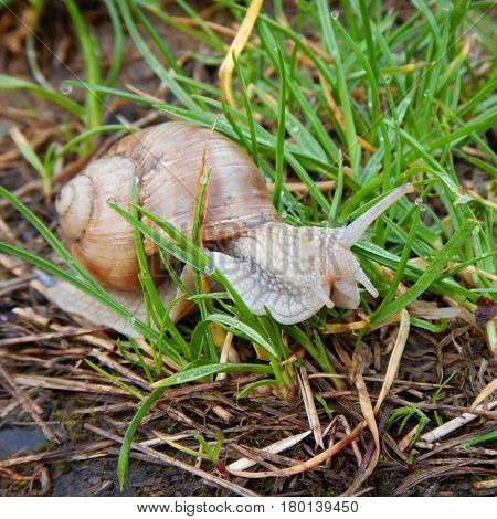 Snail With Its Shell House In A Green Grass