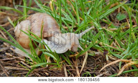 Snail With Its Shell House In A Green Grass