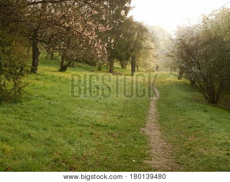 Path In A Spring Nature With Trees