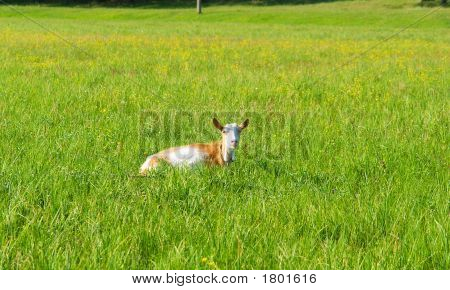 Shegoat liegt auf Sommer-Feld im Sonnenuntergang Licht