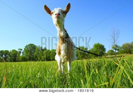 Lustige Shegoat In Sunset Light - aus niedrigen Punkt She ähnelt Llama