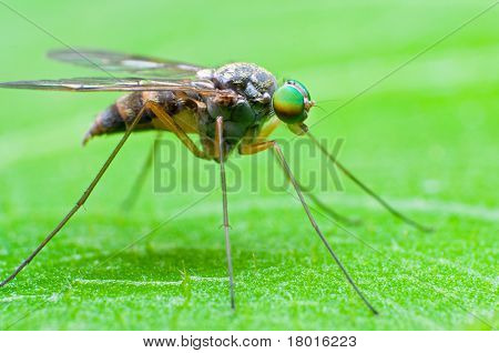 Long-legged Fly