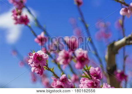 Blossoming peach tree in Aitona, a beautiful town in Catalonia, Spain. Flowers sprout during the spring and the landscape is transformed. The fields flowered transmit sensations positive and of hope.