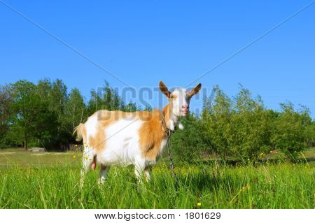 Shegoat im Frühjahr Feld In Sunset Light - Seitenansicht