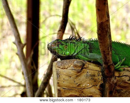 Iguanna hviler