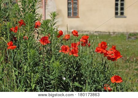 Beautiful red poppy flower and grass in flowerbed