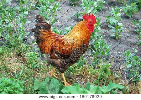 Beautiful rooster on green grass in village courtyard