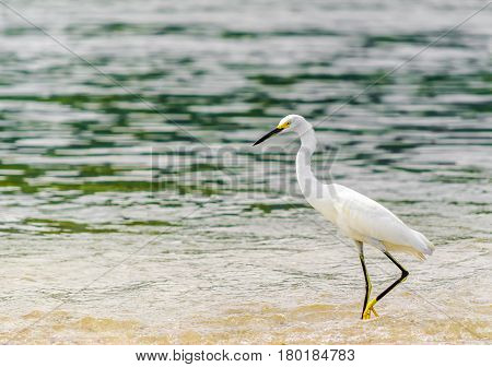View on snowy Egret by park national tayrona in Colombia