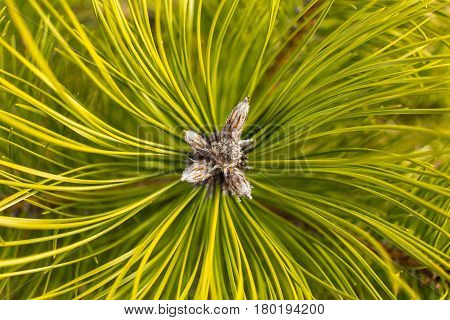 Top view of young pine tree branch.