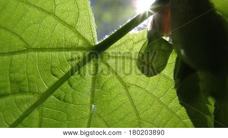 Green Leaf of Spring stands before Sunlight