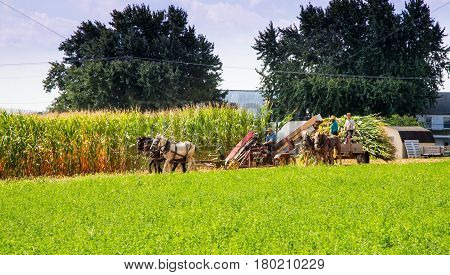 Harvesting The Amish Way