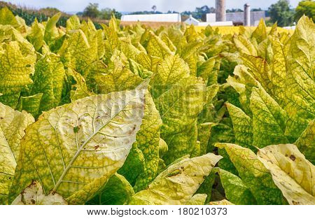 Tobacco Farming