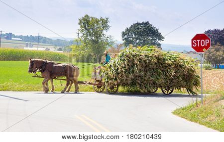 Harvesting The Amish Way