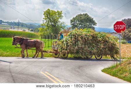 Harvesting The Amish Way