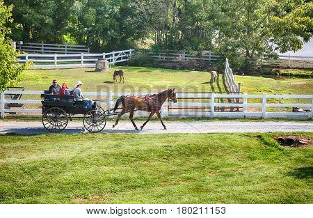 Buggy Rides