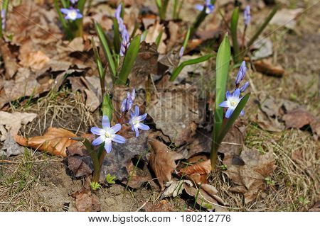 Bossier's glory-of-the-snow or Lucile's glory-of-the-snow is a bulbous perennial from west Turkey flowering in early spring