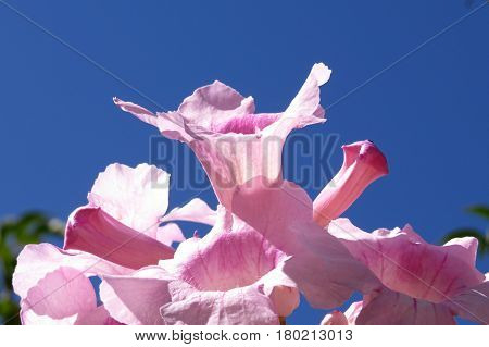 Pink Trumpet Vine flowers Port St. John creeper Podranea in bloom in garden against a blue sky