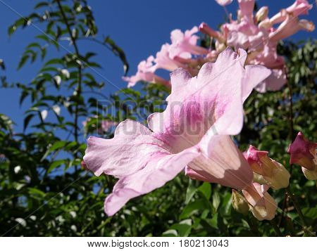 Pink Trumpet Vine flowers Port St. John creeper Podranea in bloom in garden