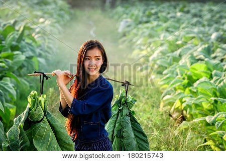 Lao women carry tobacco leaf to market or incubate