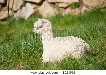White Alpaka in the Grass