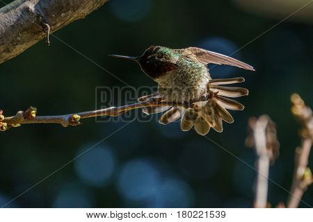 Green Hummingbird Bird On The Branch With Blury Background
