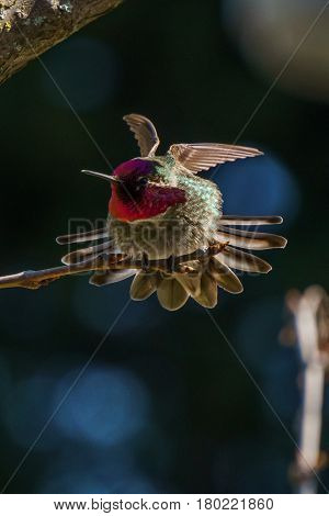 Green Hummingbird Bird On The Branch With Blury Background