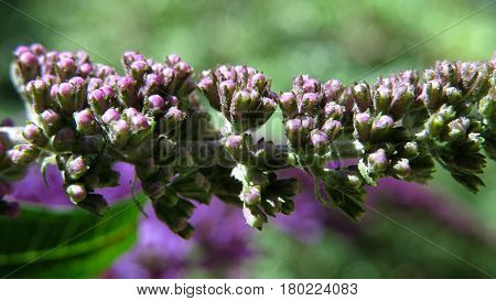 Butterfly Bush Buddleja Buddleia Purple flower buds in bloom in garden