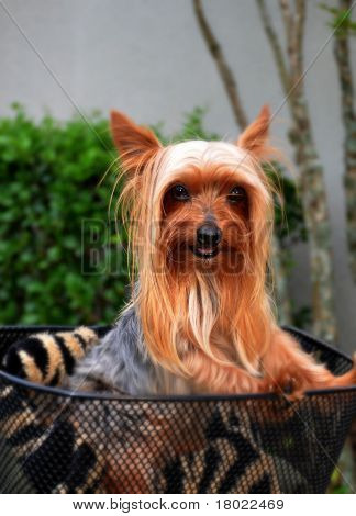 Yorkie ในตะกร้า