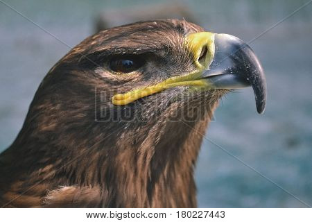Hawk is similar to the Eagle. The birds of prey as well. But the Hawks are smaller. Is there a hooked beak high and have very good eyesight closeup